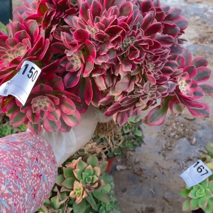 多肉粉女巫优选缀化150