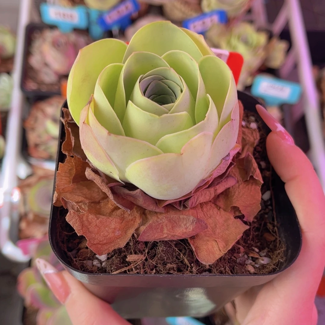 单品一物一拍284号