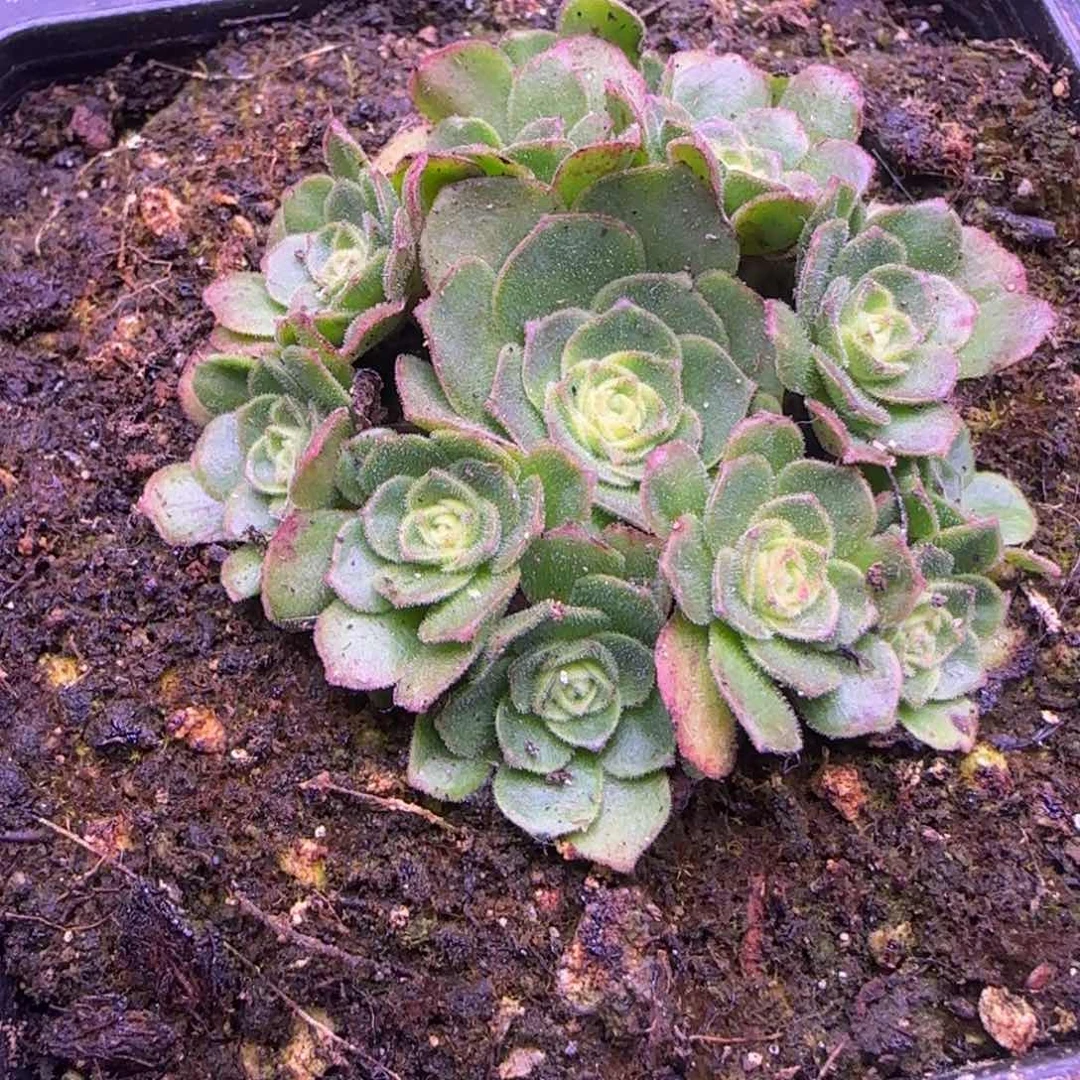 捧花带毛质感5厘米玫瑰11242757576