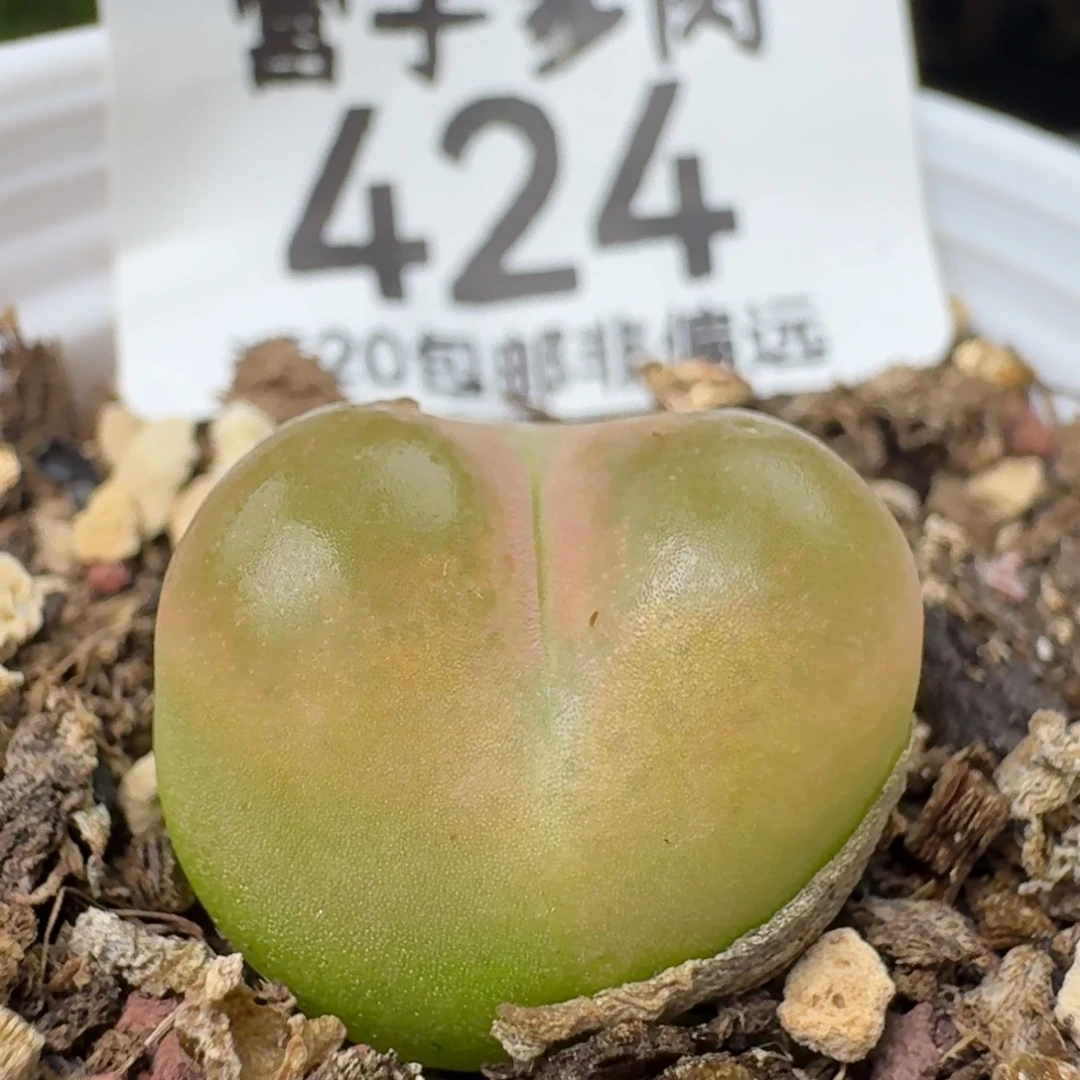 带盆土。
