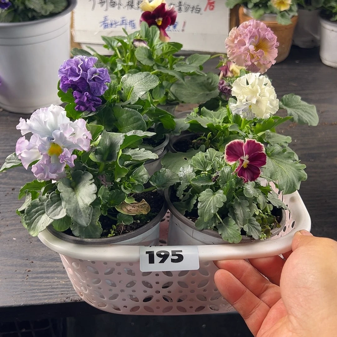 大部分花苞少量开放195号