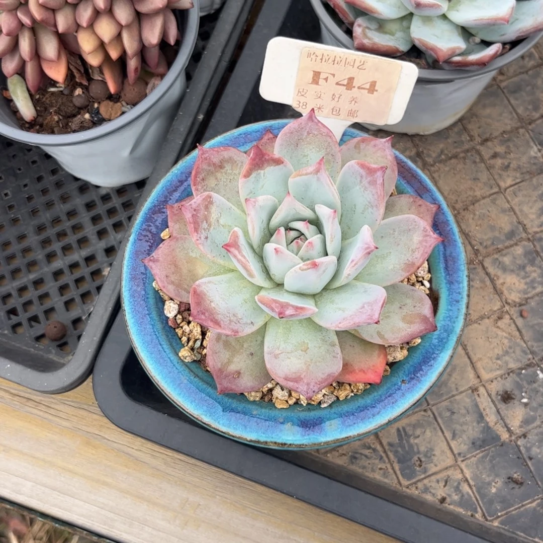 成***长多肉植物1111111111
