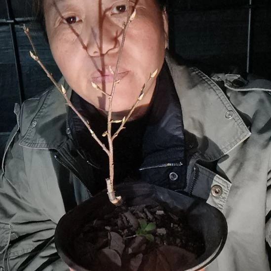 诺***许无花朵153575576688