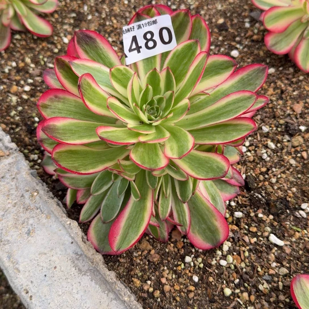 480荔枝。多肉植物