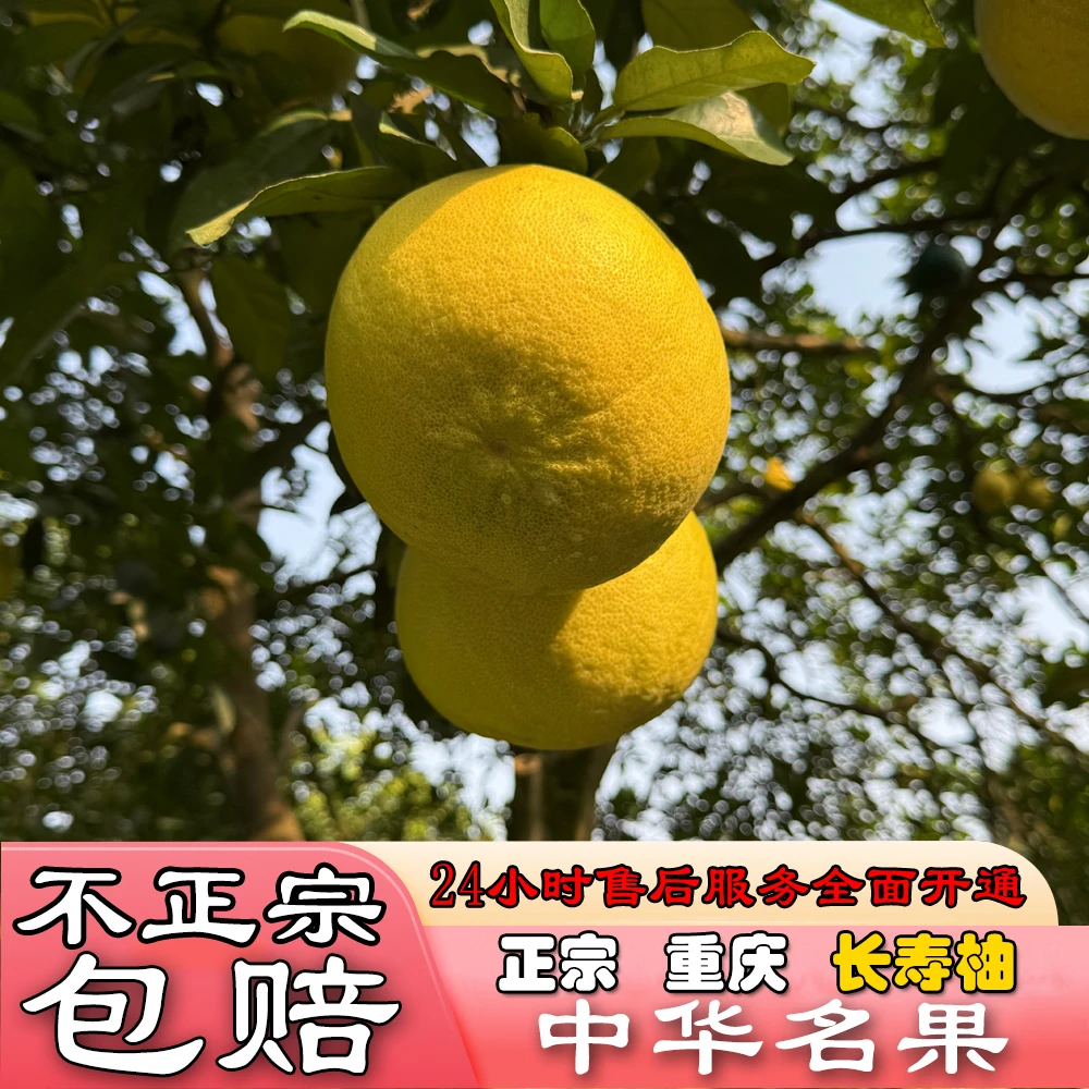 渝乡鑫【正宗重庆长寿柚】新鲜应季水果/现摘/细嫩/化渣/爆汁/纯甜
