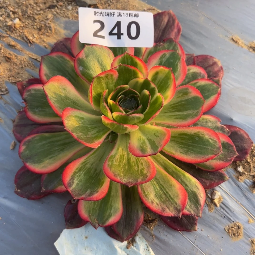 240黑魔锦多肉植物