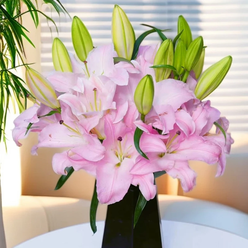 云南木木花卉 粉天使 粉色单瓣香水百合花清香型鲜花家居高雅插花