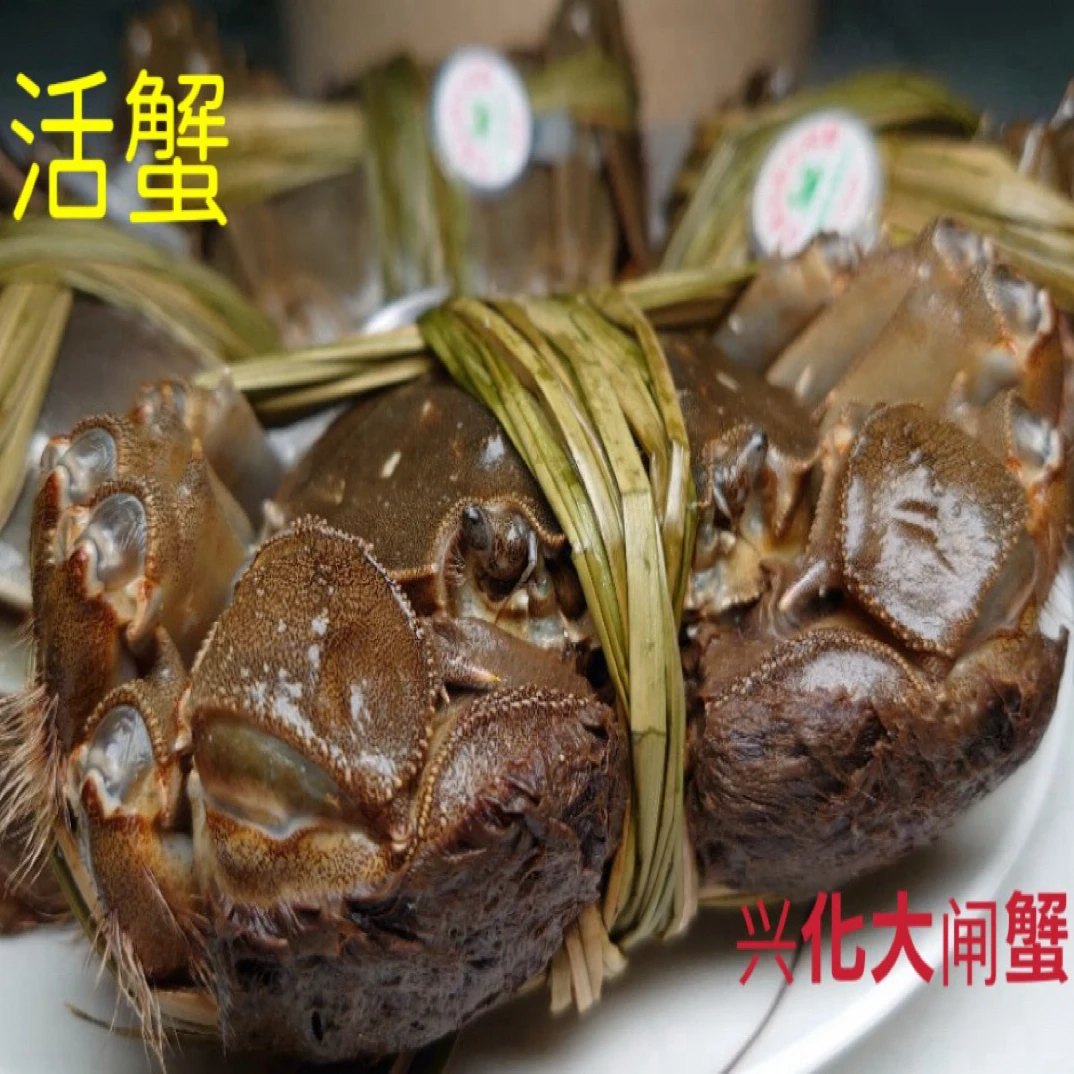 活蟹/兴化大闸蟹/母蟹/3.2两足称/1只