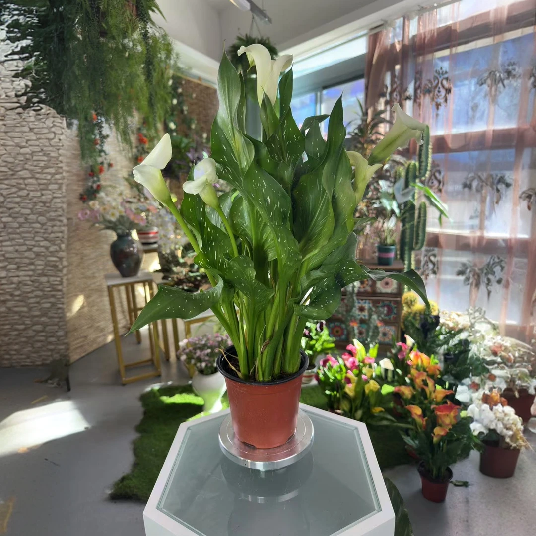 荷兰进口白色马蹄莲