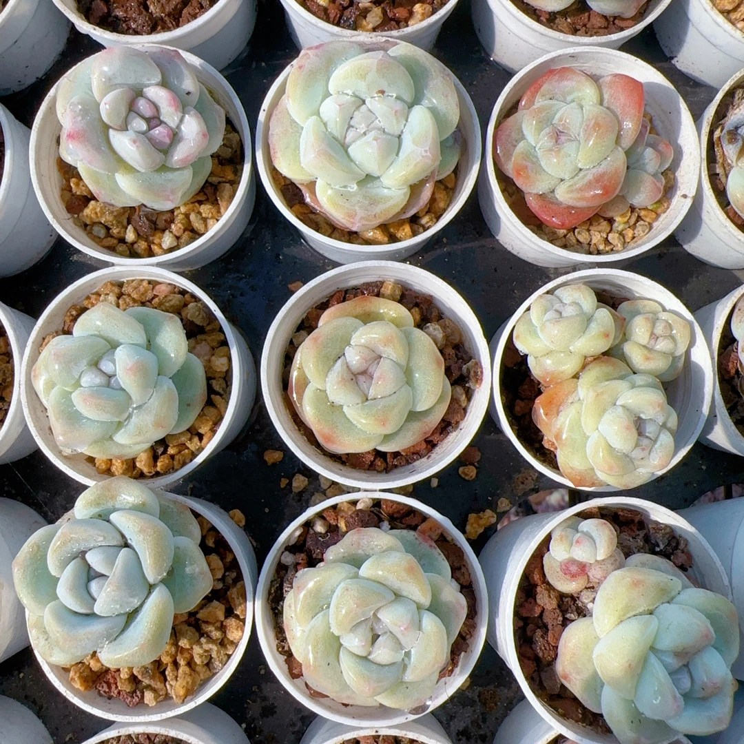 丸子冰玉多肉 拍一发三（满18包邮）