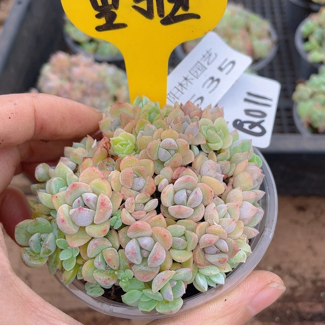 量拍多肉植物多肉植物535