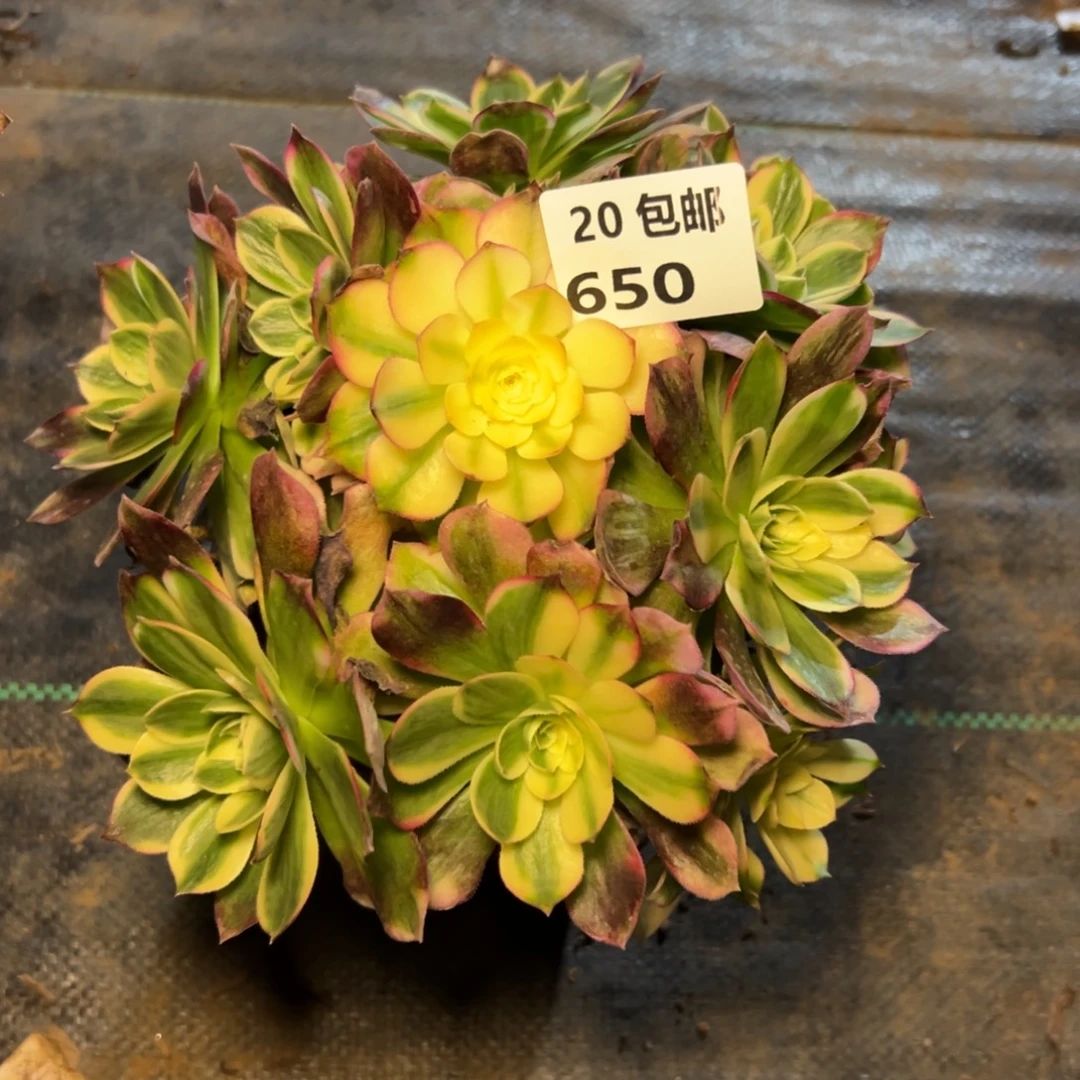 650海王，满20包邮嘟叮熊