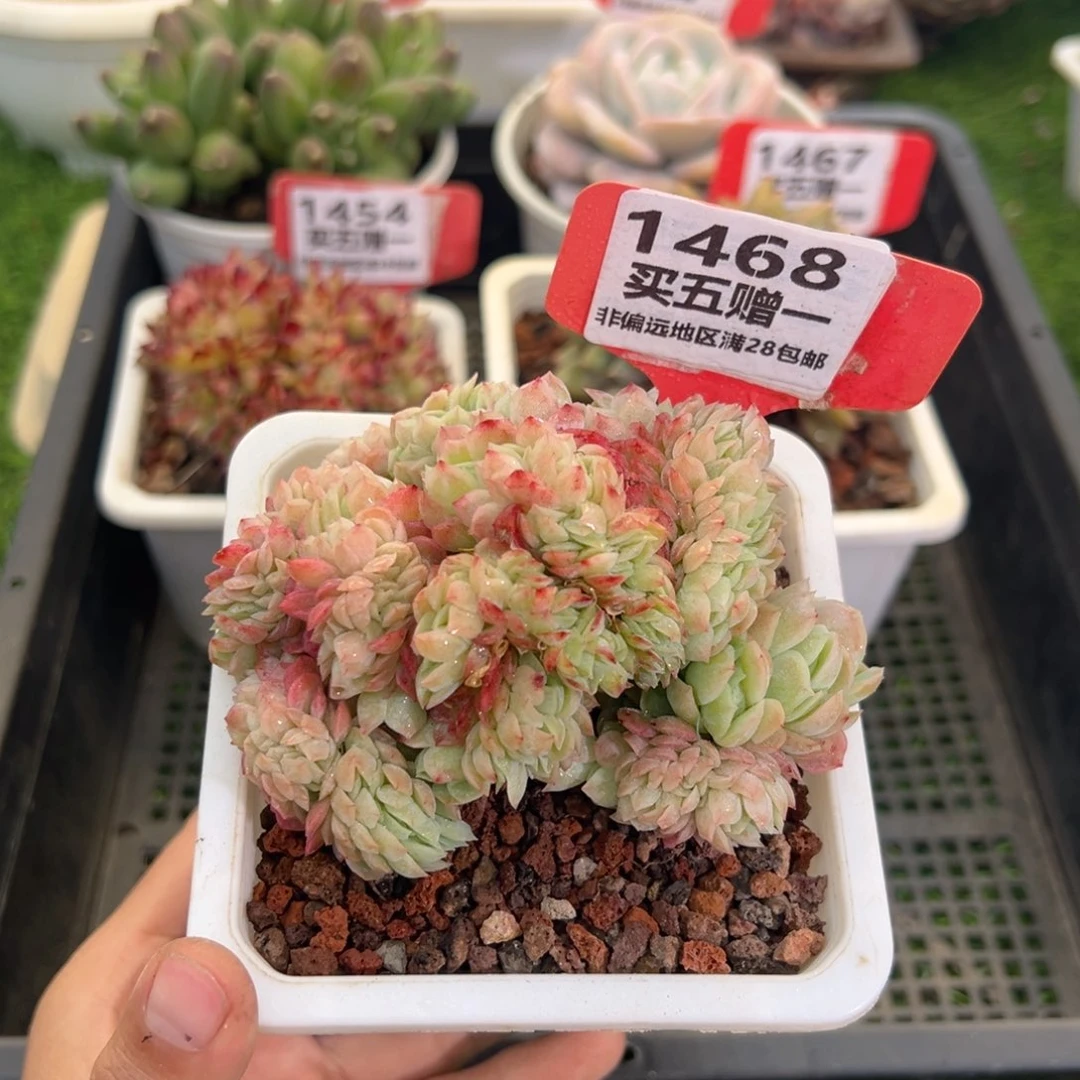 表妹精品多肉1468.