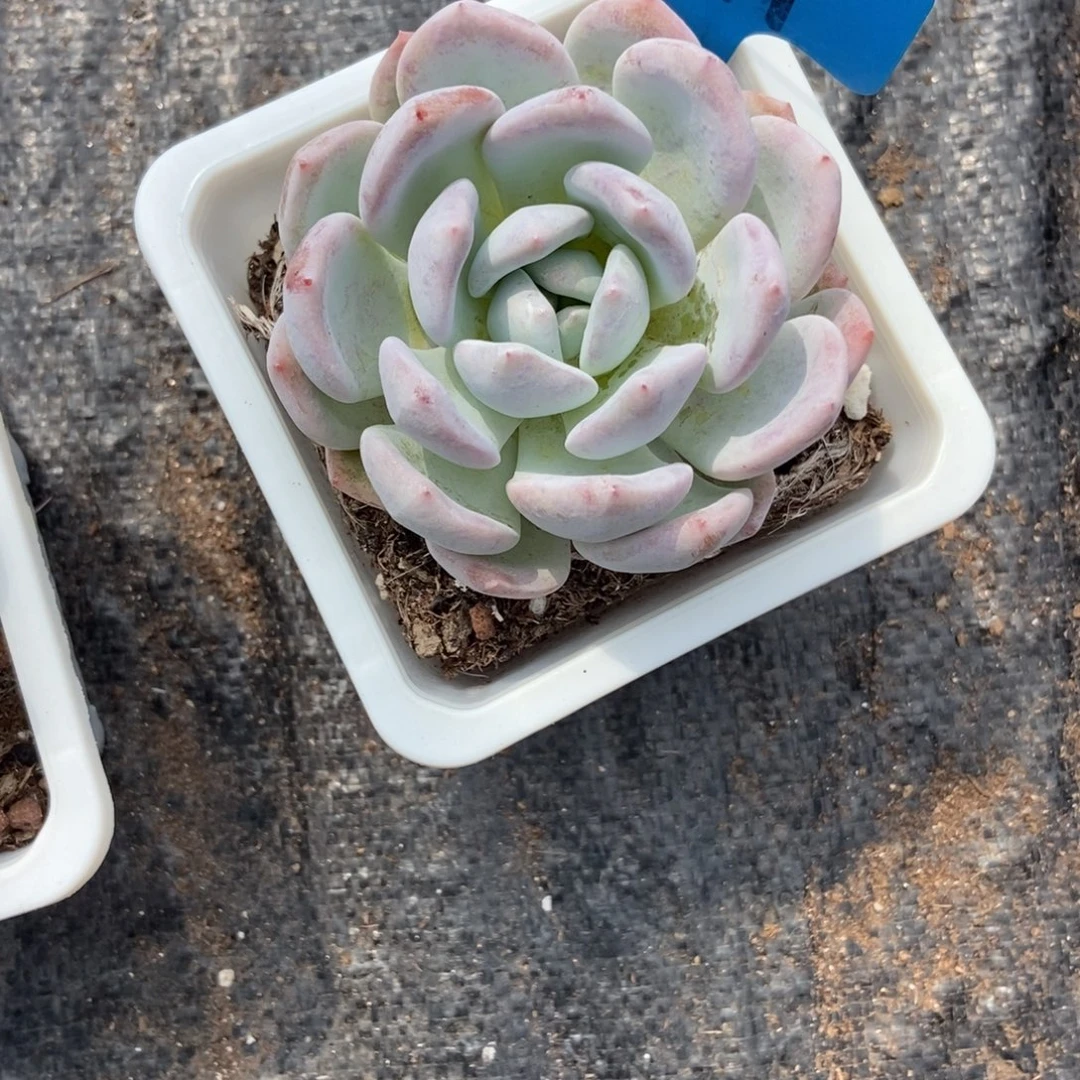 791雪茶多肉植物多肉