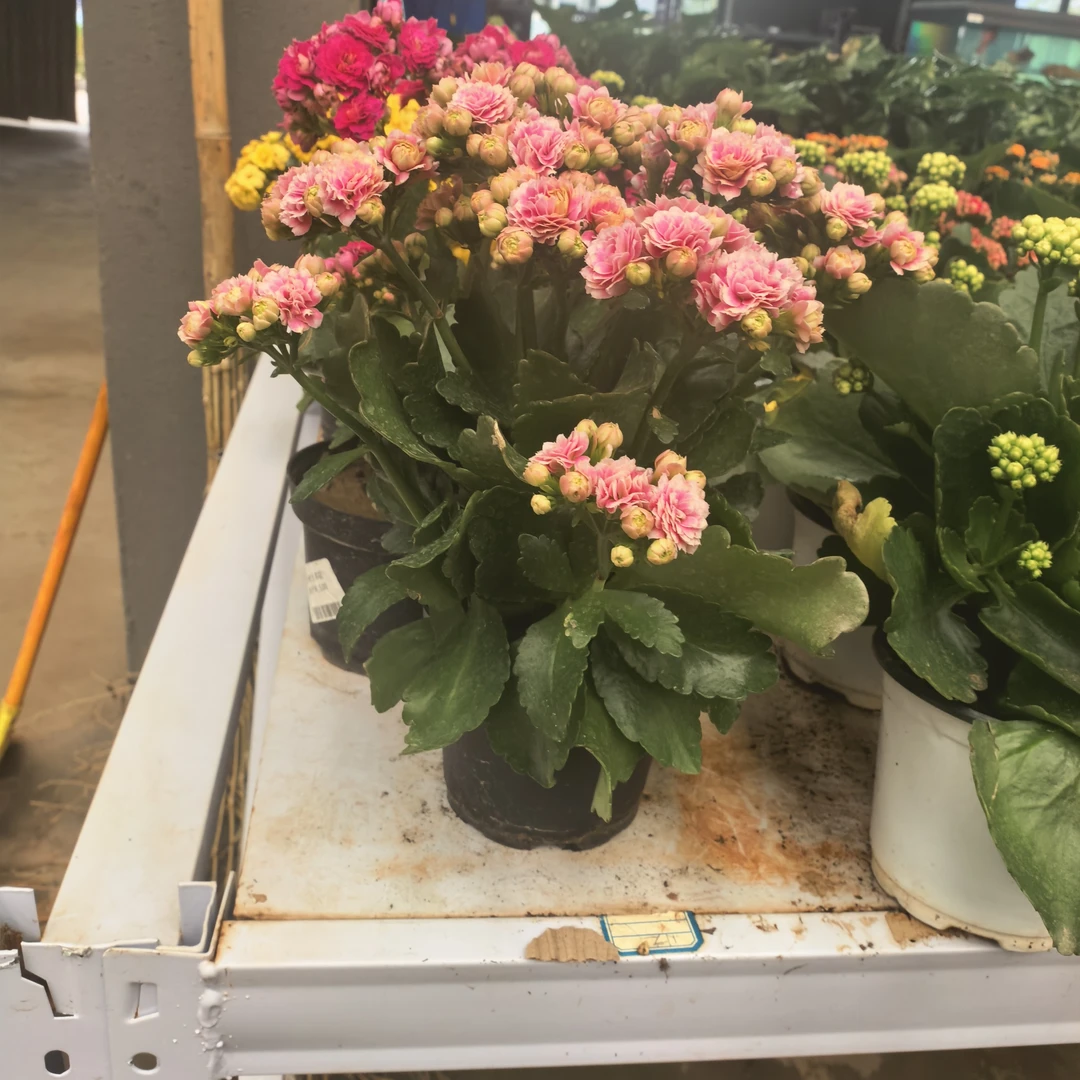 长寿花盆栽单色花期长