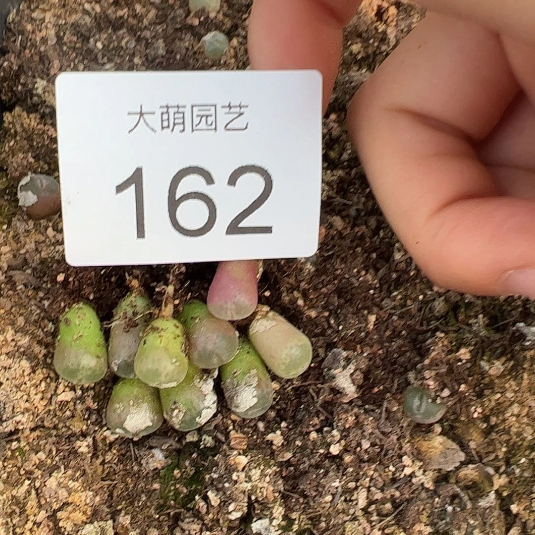 可****一物一拍             脱土发162