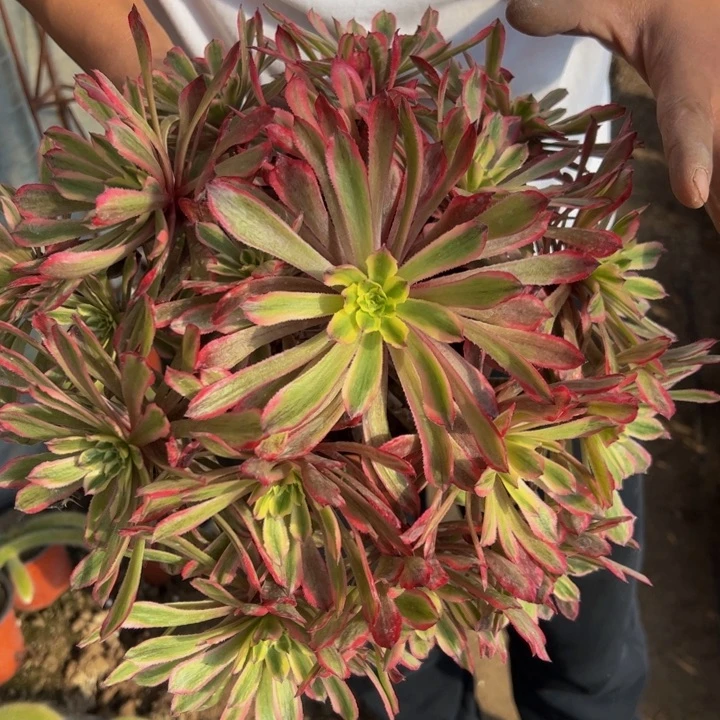 28.8凌波仙子一棵