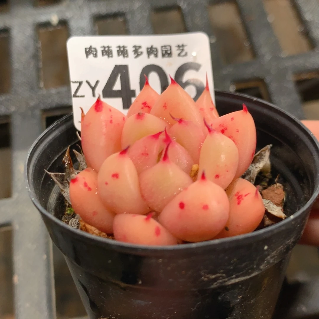 肉萌萌拇指盆精控多肉ZY406