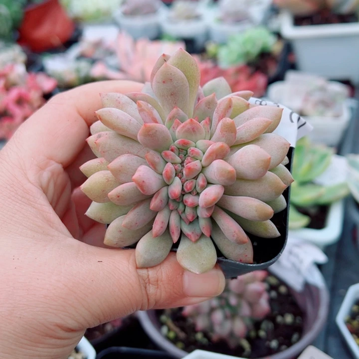爱丽儿缀多肉植物