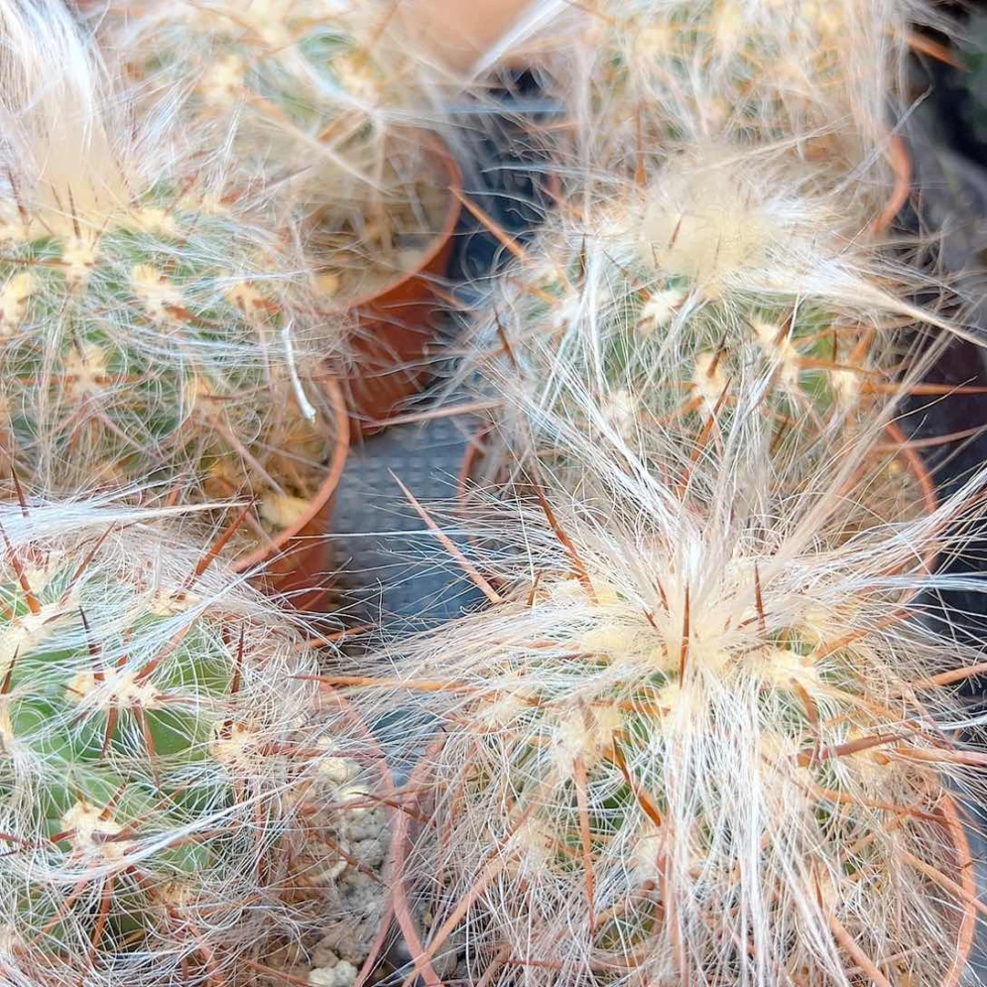 自根恐龙蛋含刺10公分平切