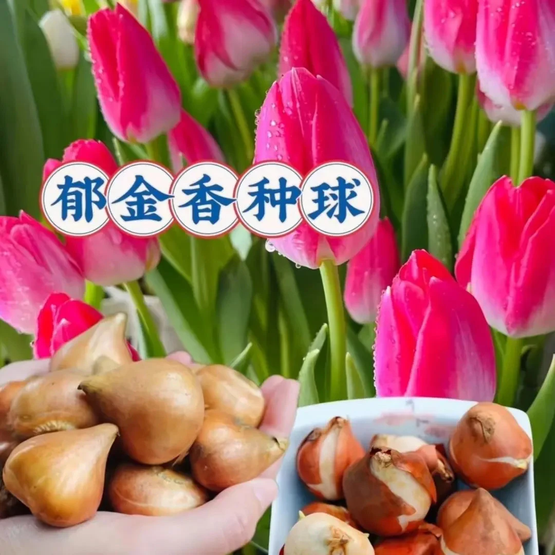 荷兰进口郁金香水培水养土培大球五度球室内耐寒盆栽植物客厅阳台
