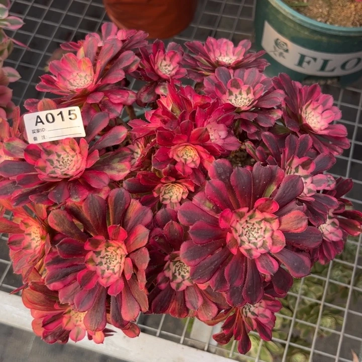 015红铜超白朵朵25厘米左右