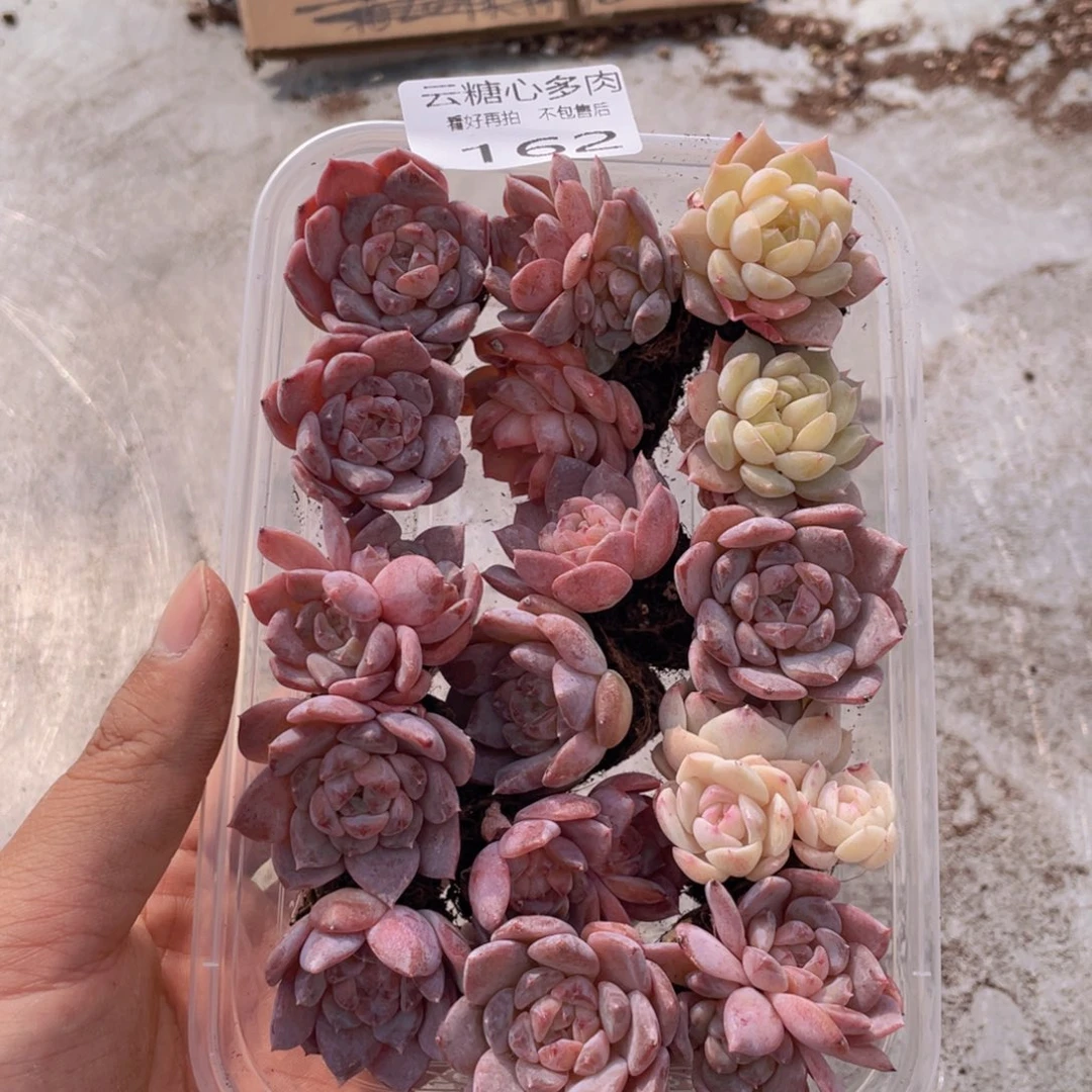 安*云糖心多肉植物162