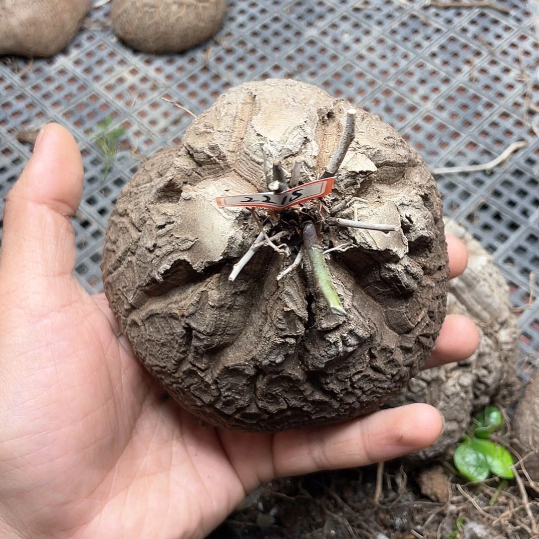 龟甲龙一物一拍2215号11cm
