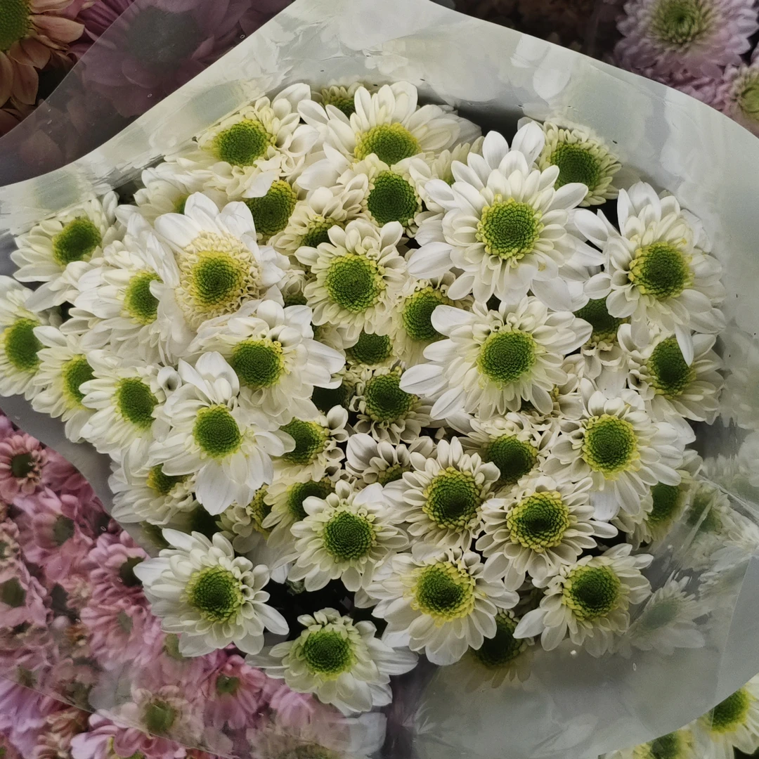 【绿心白】小菊  不包邮一个运费任意拍  云南鲜花基地直发