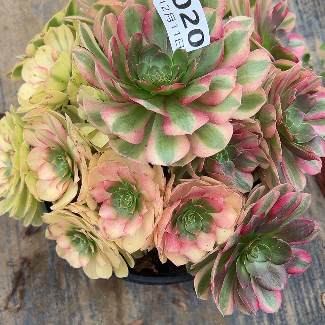 12.11-20雨荷多肉植物