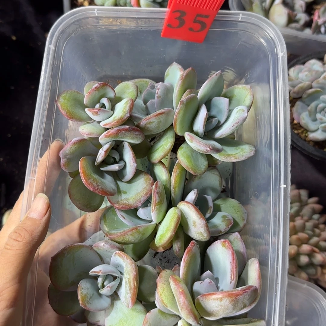 桃***芙韩版奶茶5颗双头匀称一物一拍35