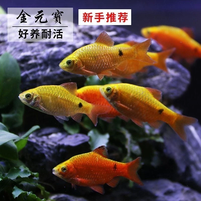 直播链接金元宝好养