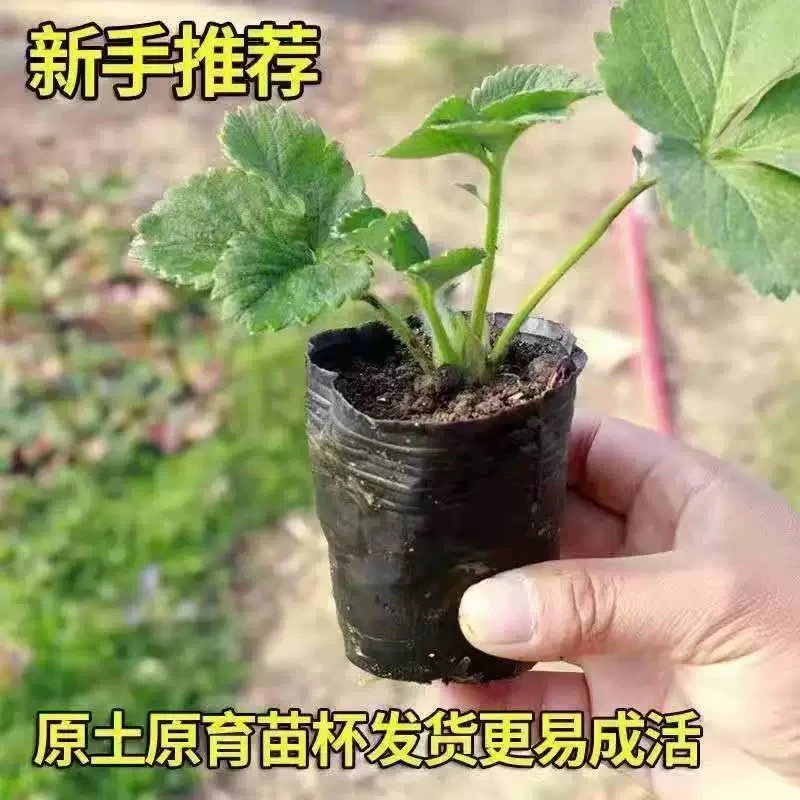 【6盆包邮原盆原土】奶油草莓秧苗适合南北方阳台庭院种植