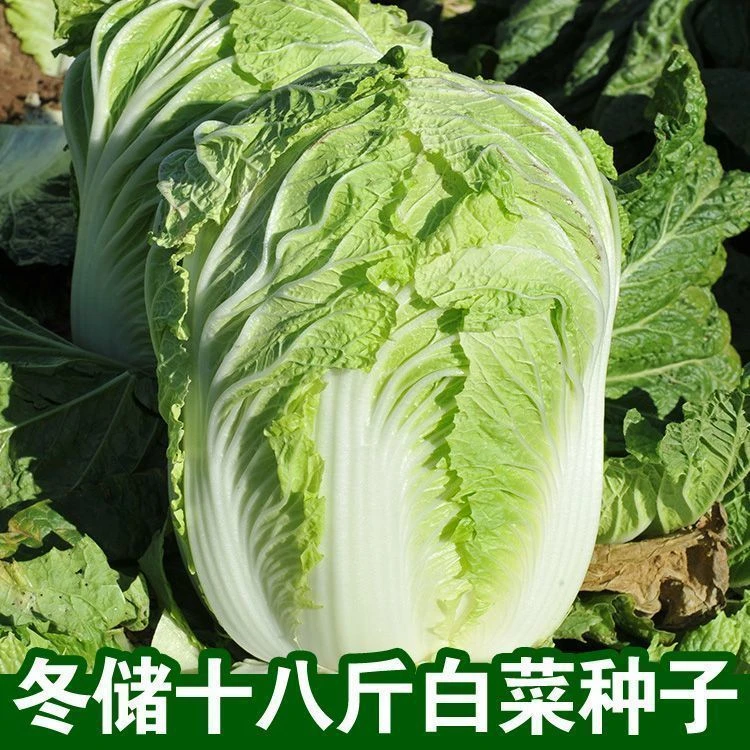【全店满8包包邮】冬储18斤白菜种子