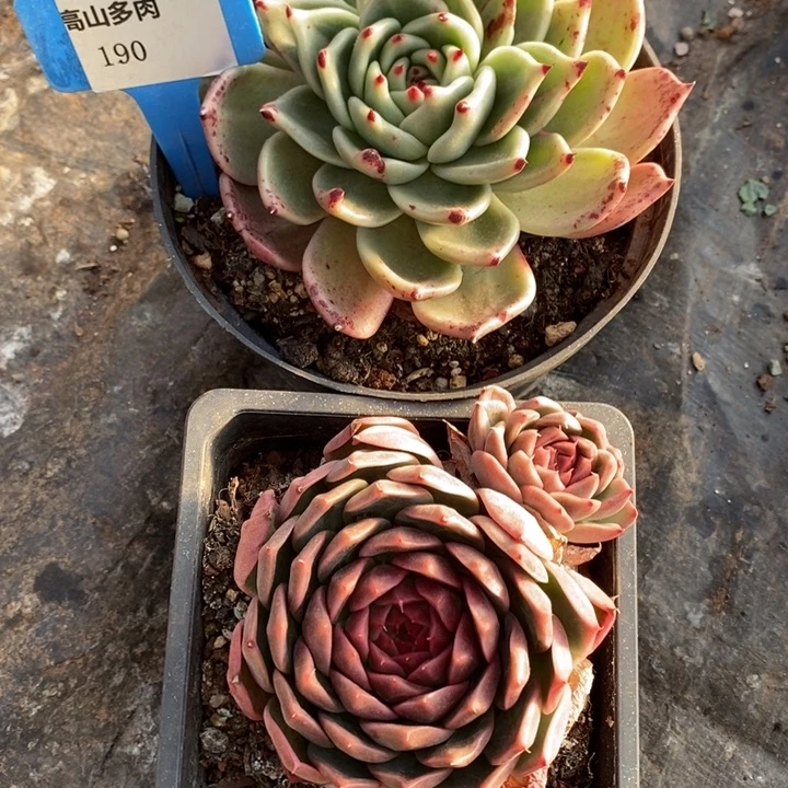 D190- 直播福利 东云两颗