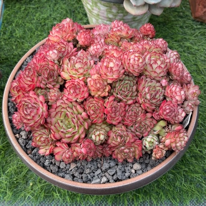 多肉植物 梦幻玫瑰-4