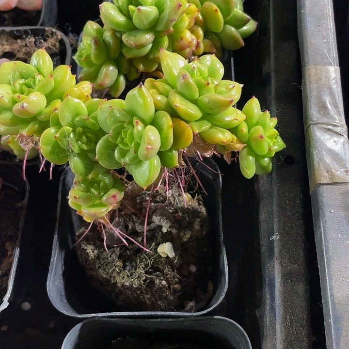 蜡牡丹群2.8带盆土