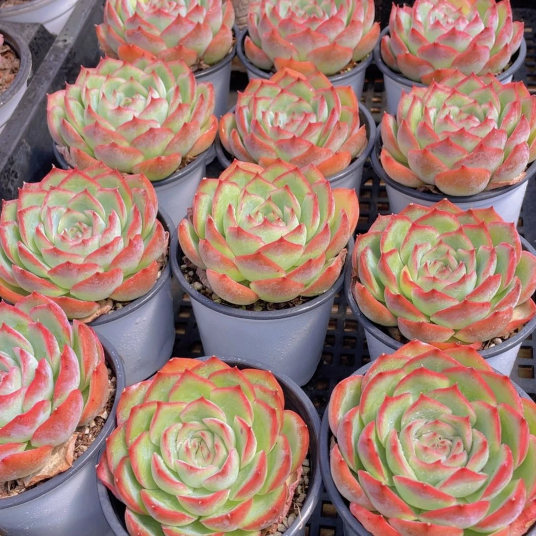 量拍39号 玫瑰花粉侧影母本大单头一个