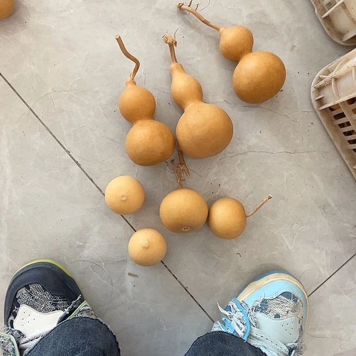 白皮葫芦苹果葫芦鸡蛋葫芦