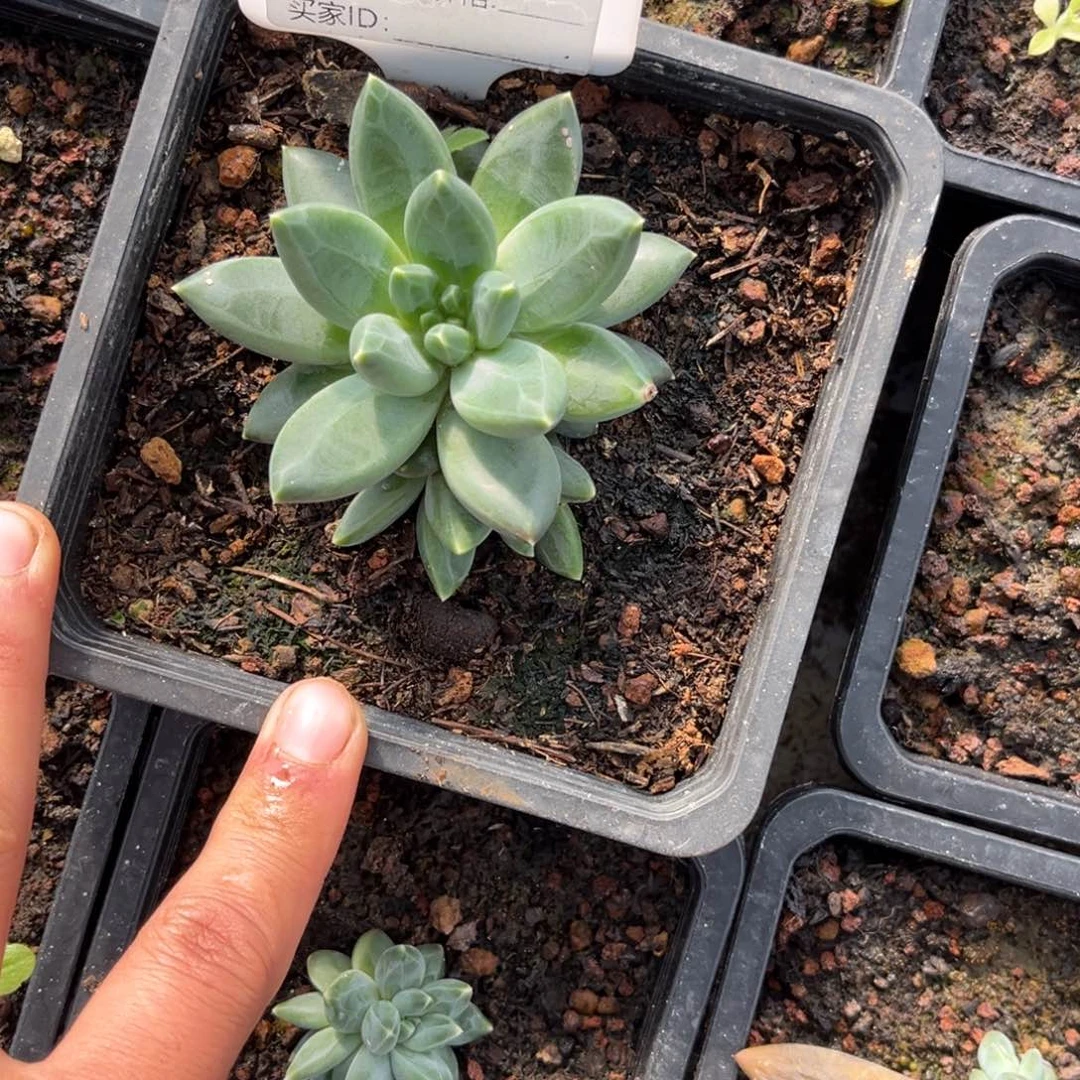 兰***子ttn多肉植物小苗415