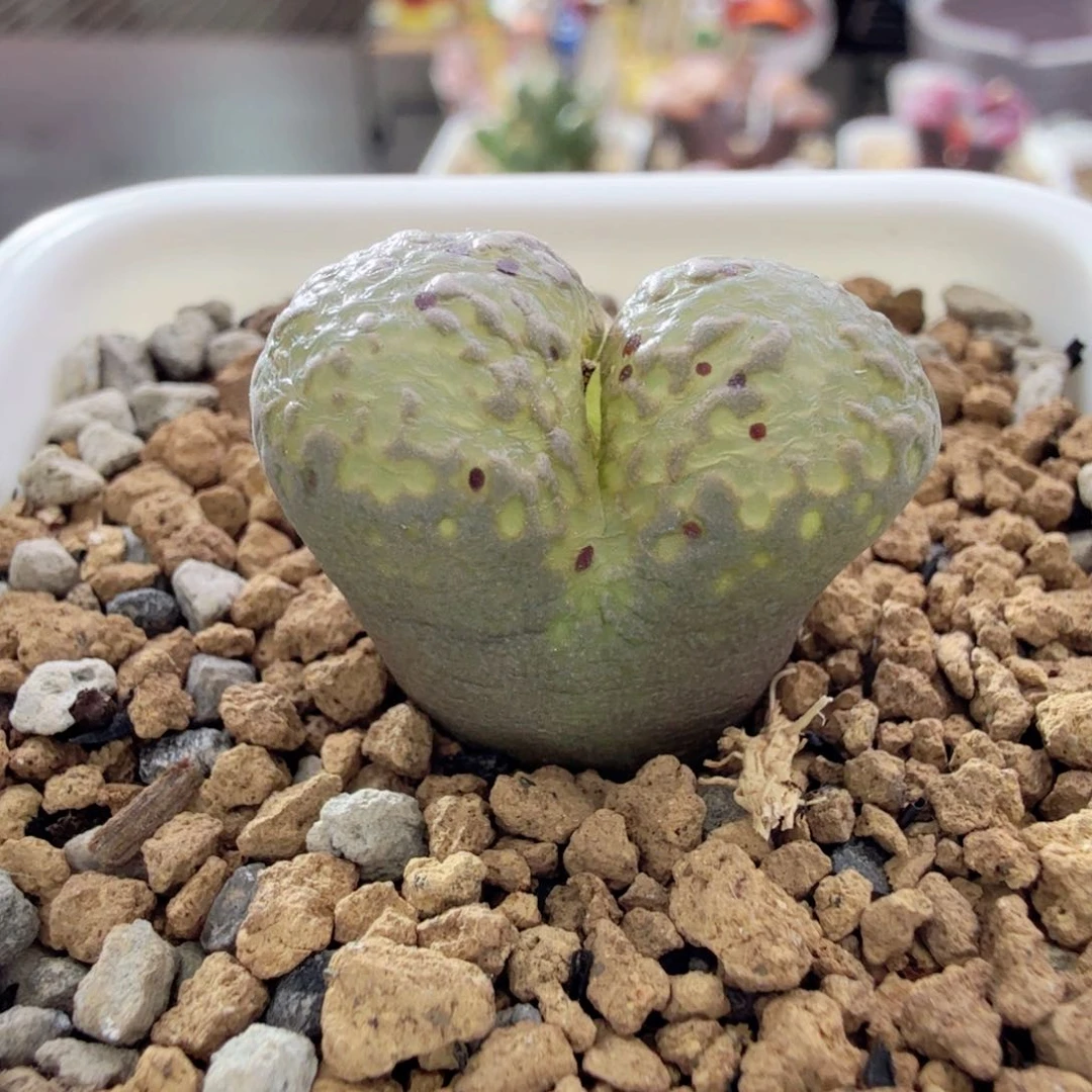 m***莹12-24-c12 日本鱼子酱 miss