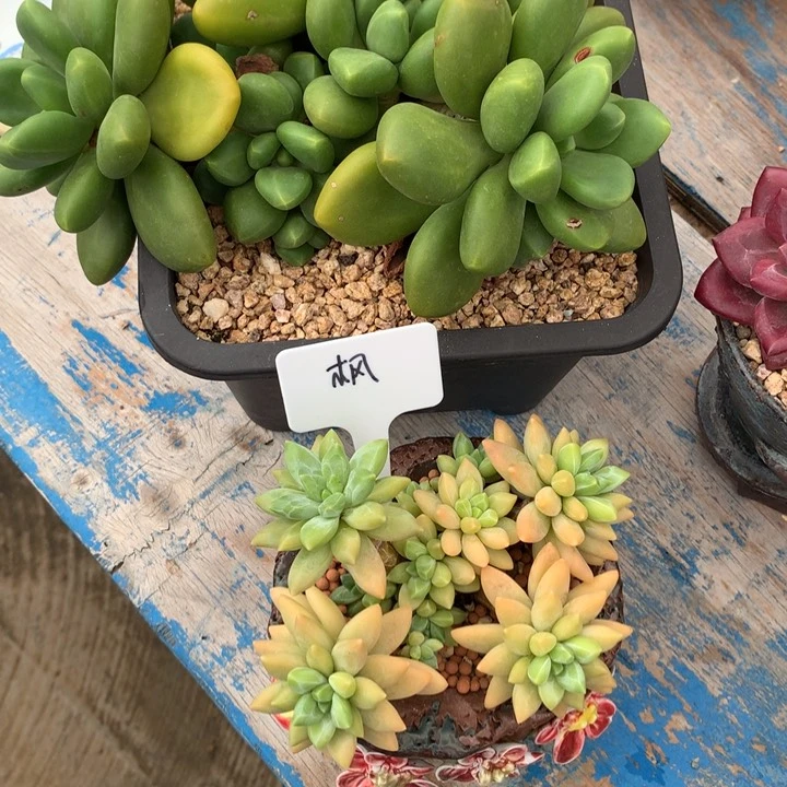 芒果奶啊蒂斯托两颗寄养