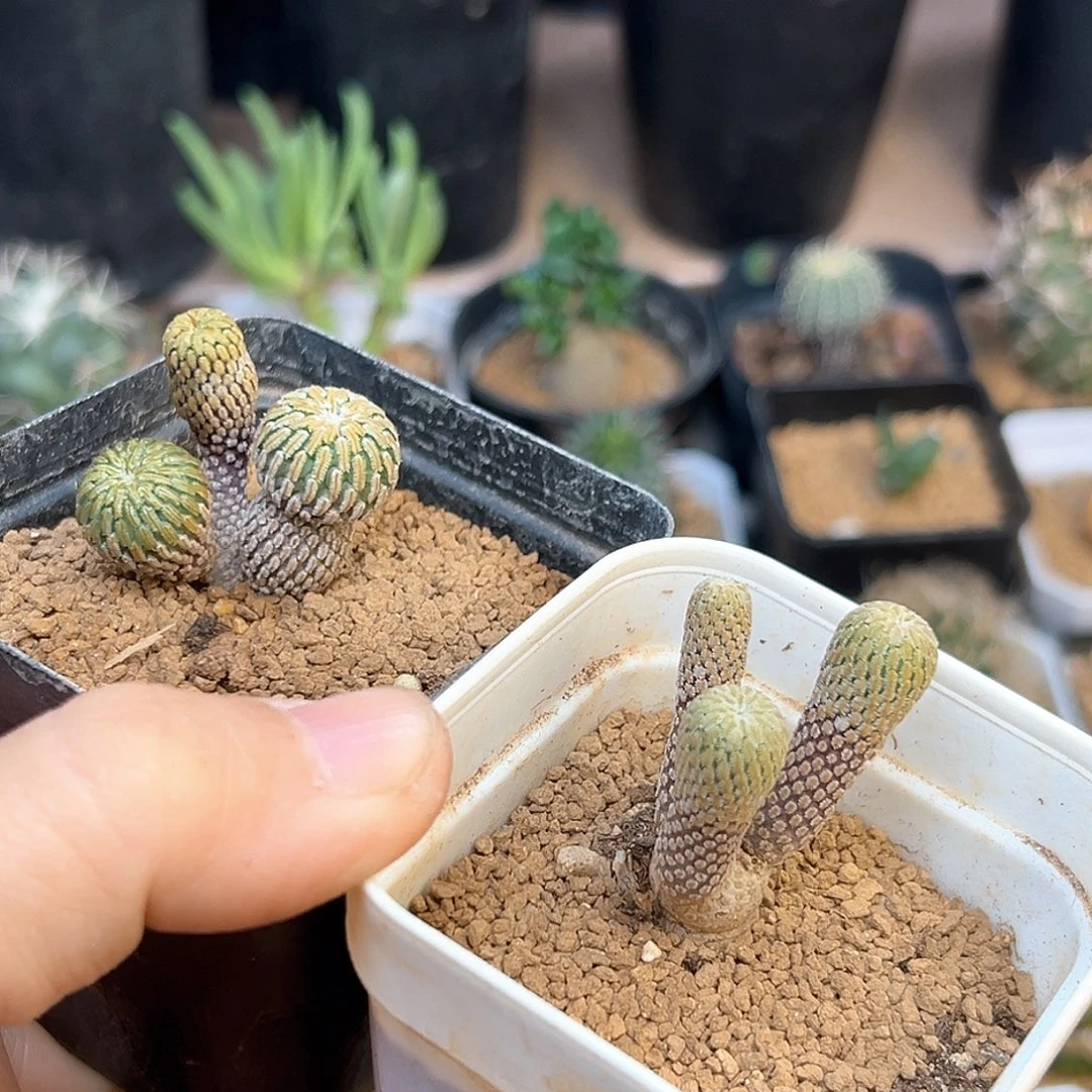 苏***验3头赤花精巧殿实生球群2颗脱土发货