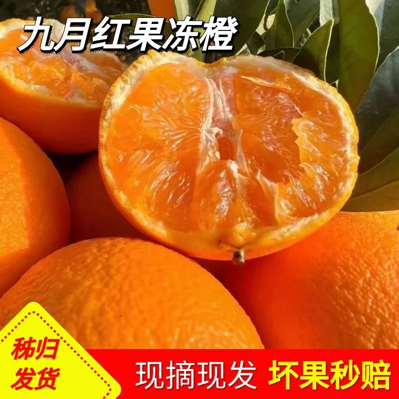 （卓影甄选）秭归九月红早红脐橙水果手剥橙应当季时令多汁果冻橙