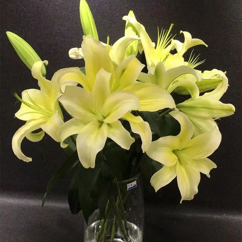 意大利精工昆明云南多头香水百合鲜花批发基地直发真实花束现采水