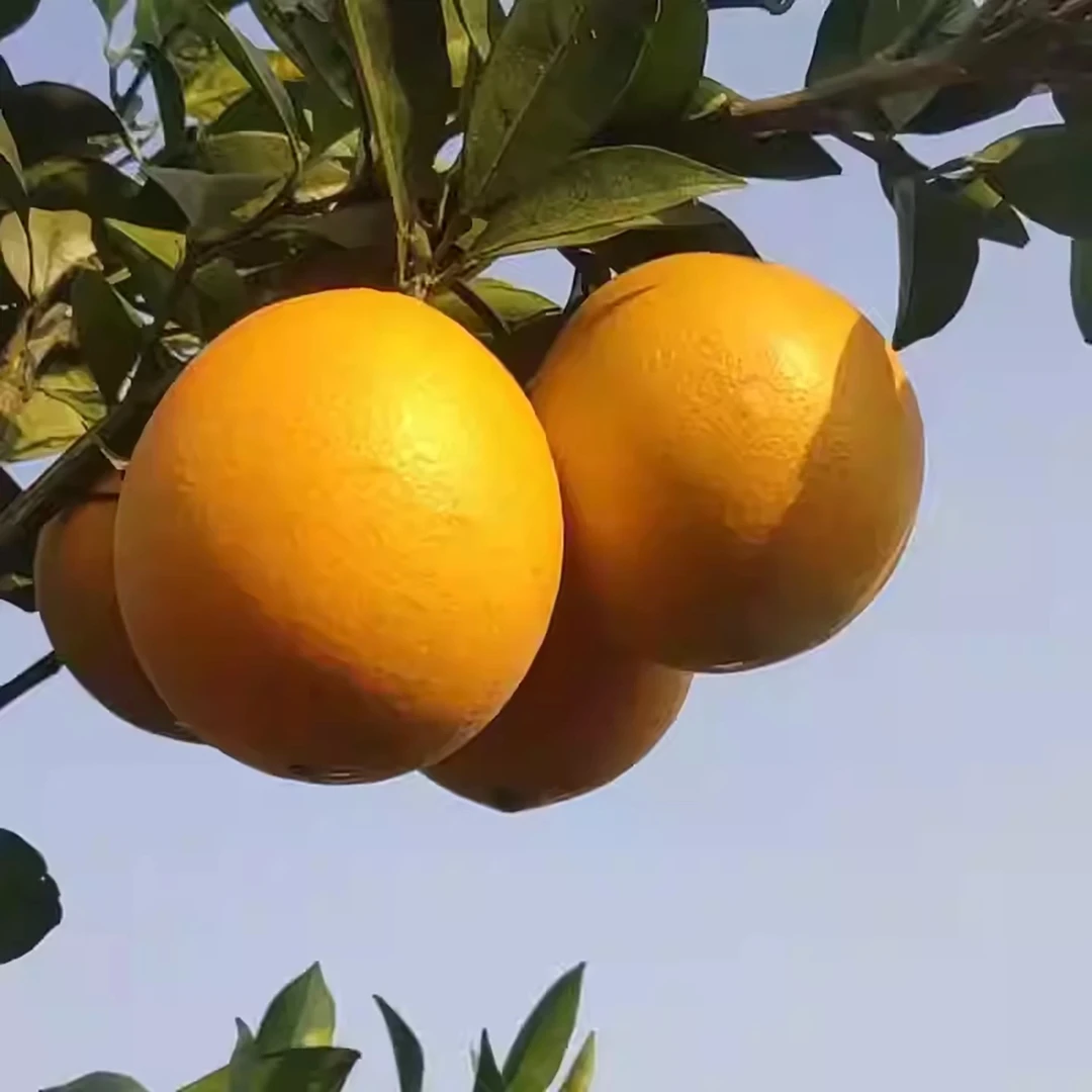 湖北纽荷尔脐橙新鲜水果产地直发汁水饱满鲜甜多汁