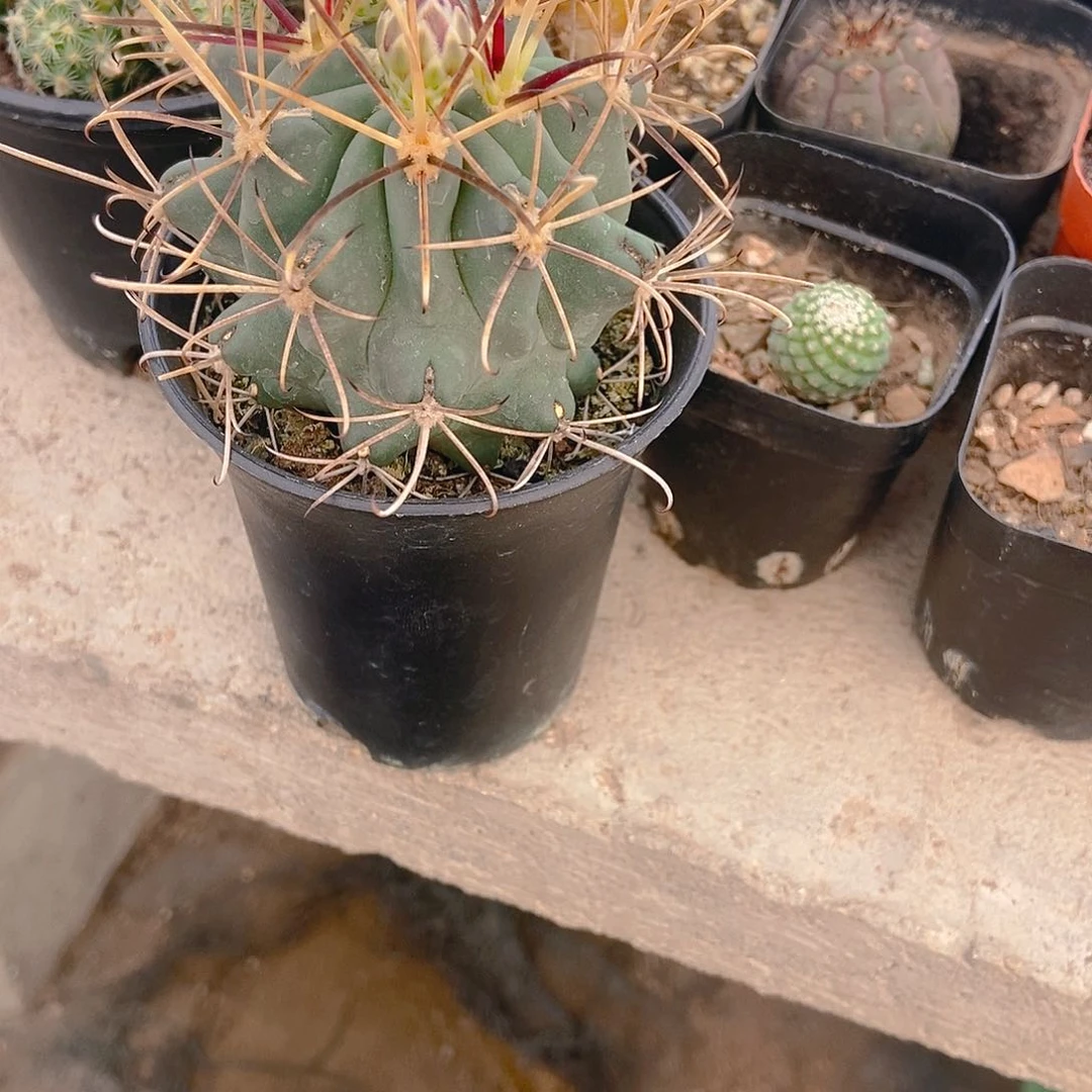 黑罗莎一物一拍，