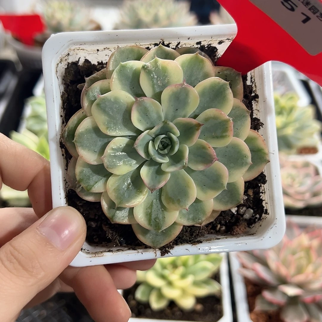51号娜娜小勾锦多肉植物