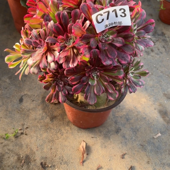 瑞妈，，。。。。。713同花顺。