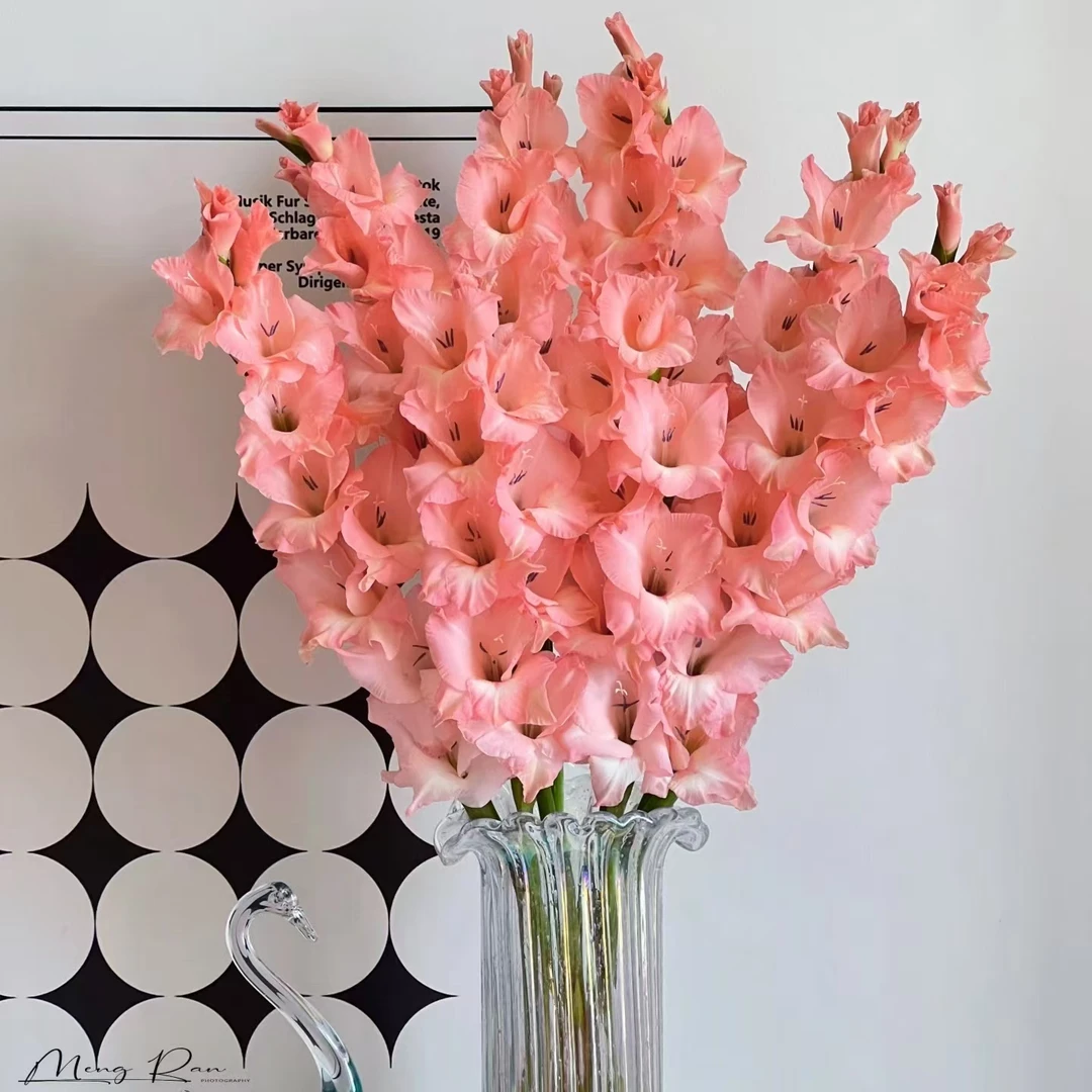 10枝阳光粉剑兰(70cm左右)(不凑单普通快递)云南鲜花基地直发